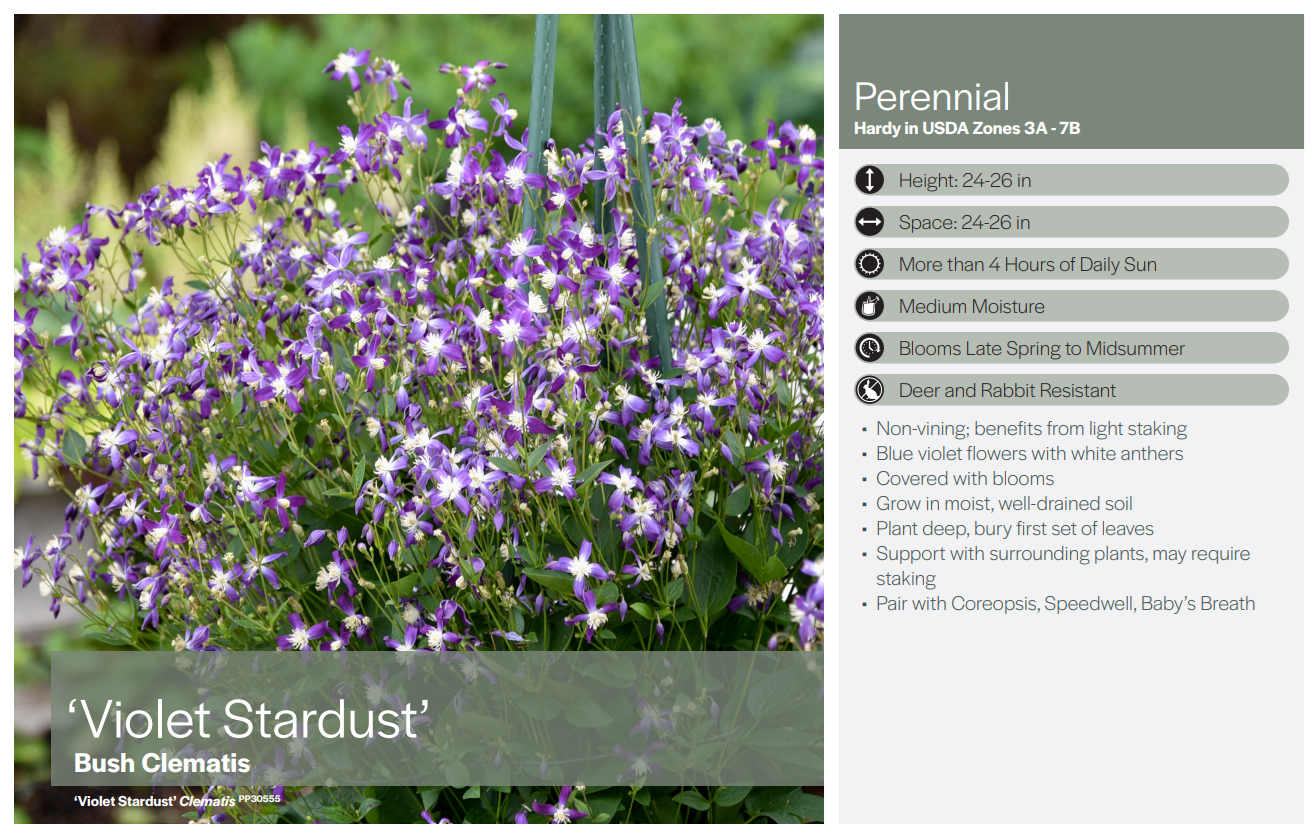 Violet Stardust Bush Clematis — Little Sioux Stems